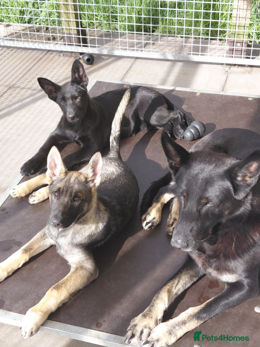German Shepherd dogs for sale: DDR CZECH GERMAN 🇨🇿 straight back working GSD - Image 2