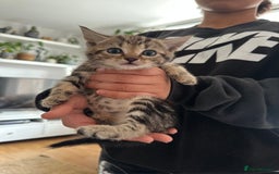 Mixed Breed cats for sale: 3 Beautiful Kittens Remaining  - Image 7