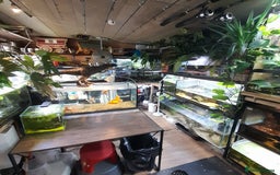 Gecko reptiles for sale: Geckos Fish Frogs full setups - Image 1
