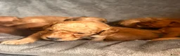 Cockapoo dogs for sale: Beautiful F1 cockapoos in Cranleigh - Advert 11