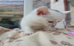 Mixed Breed cats for sale: Khao Manee kittens  - Image 5