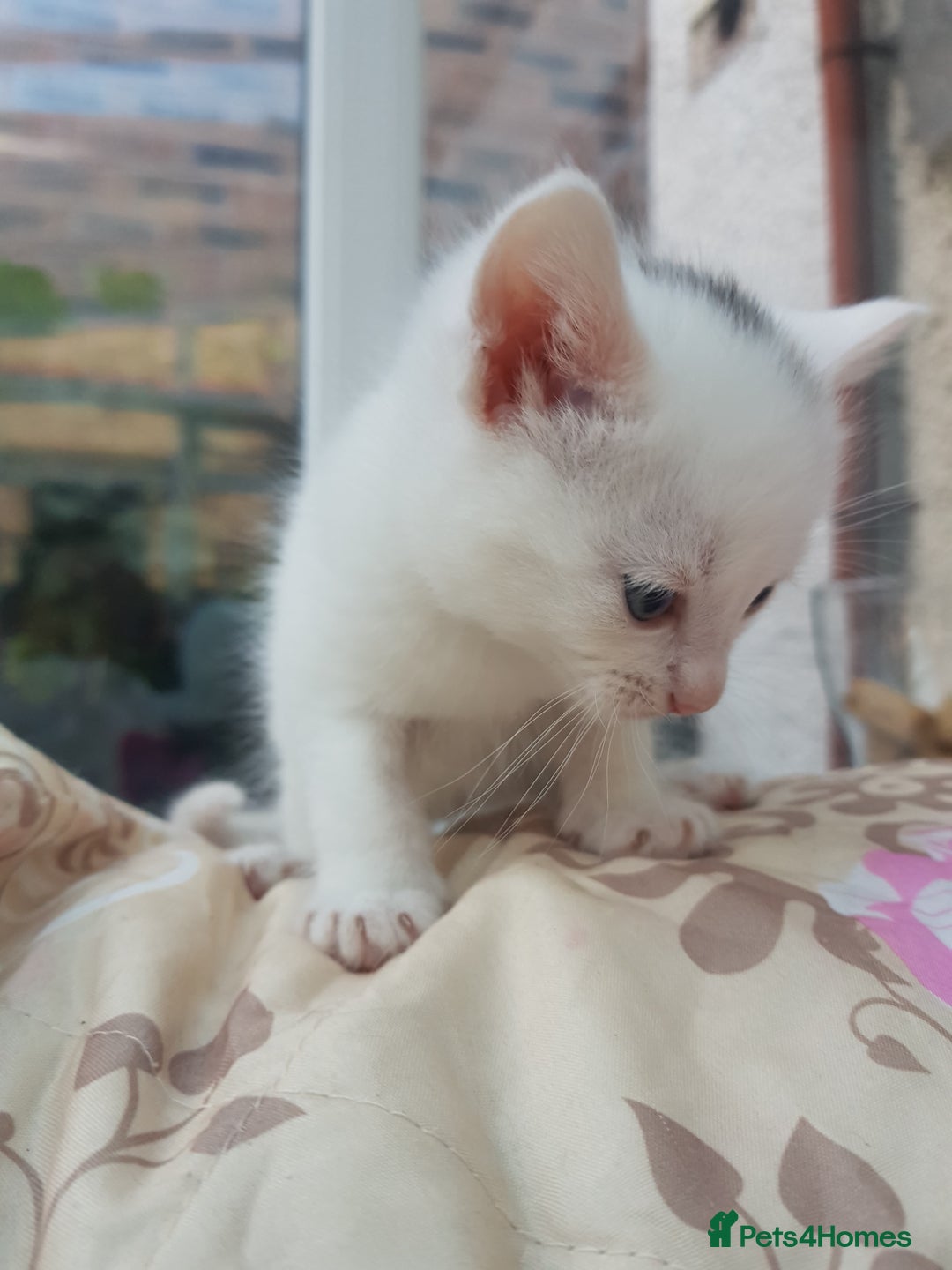 Mixed Breed cats for sale: Khao Manee kittens  - Image 5
