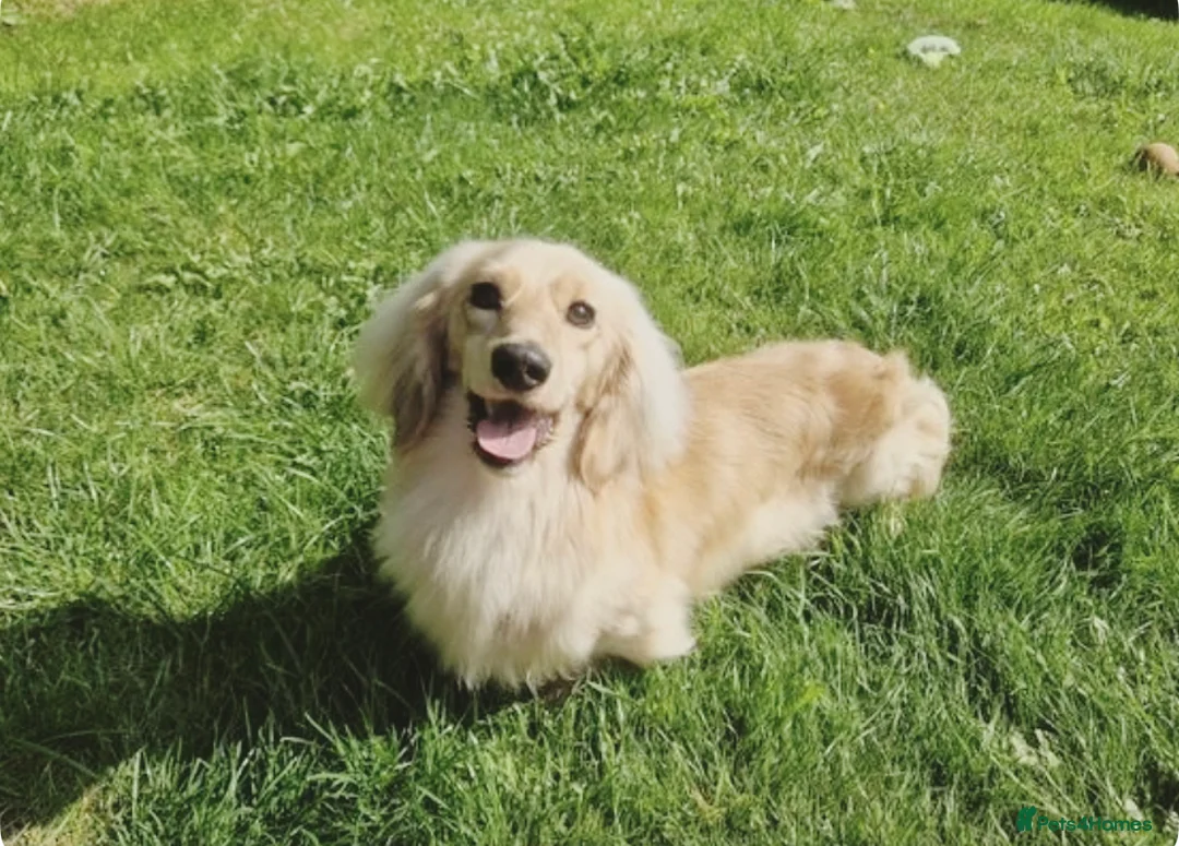 Miniature Dachshund dogs for stud: I/I E/E English Cream  in Newcastle upon Tyne - Advert 2