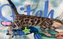 Bengal cats for sale: TICA Silver Bengal kittens - Image 12