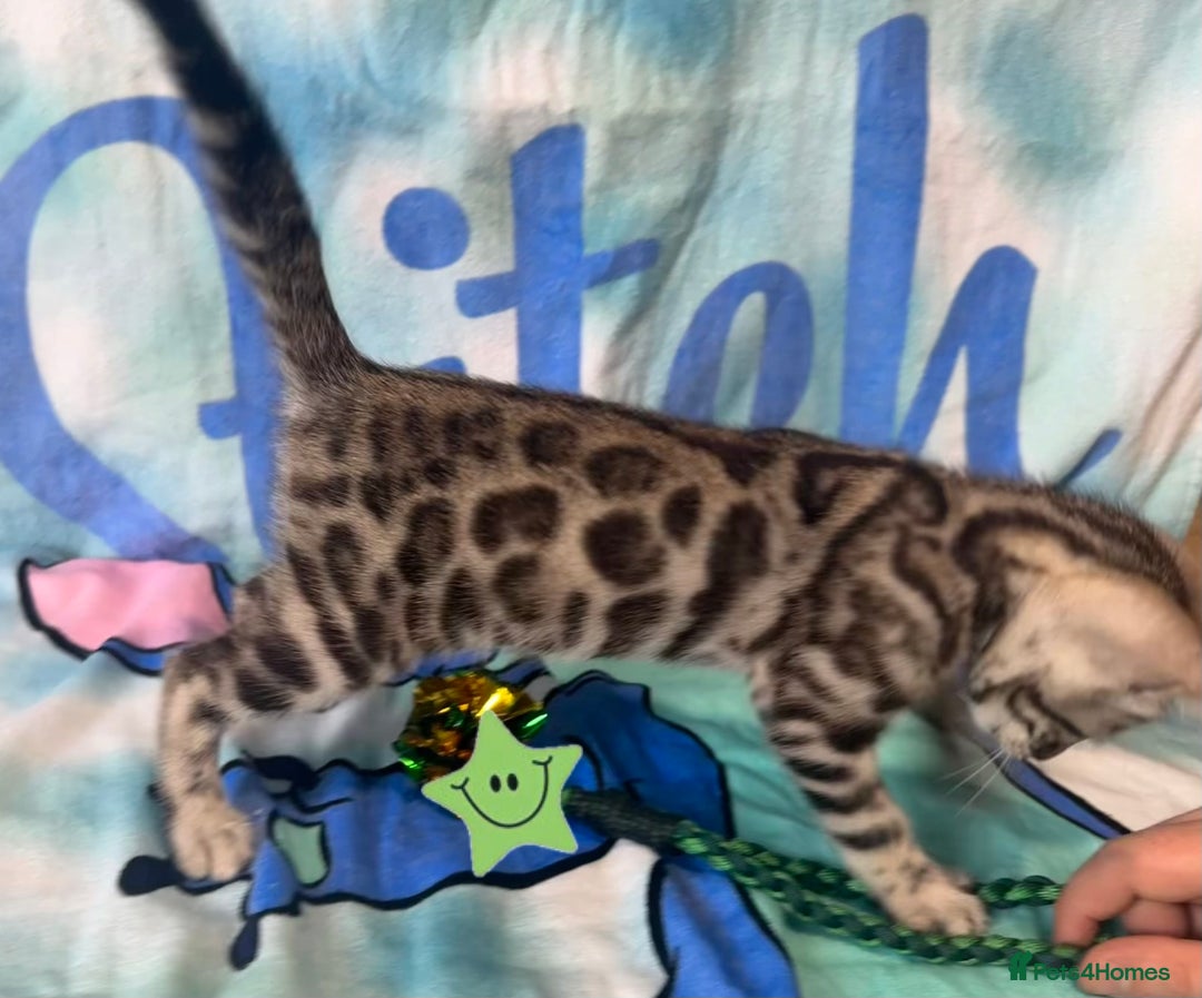 Bengal cats for sale: TICA Silver Bengal kittens - Image 12