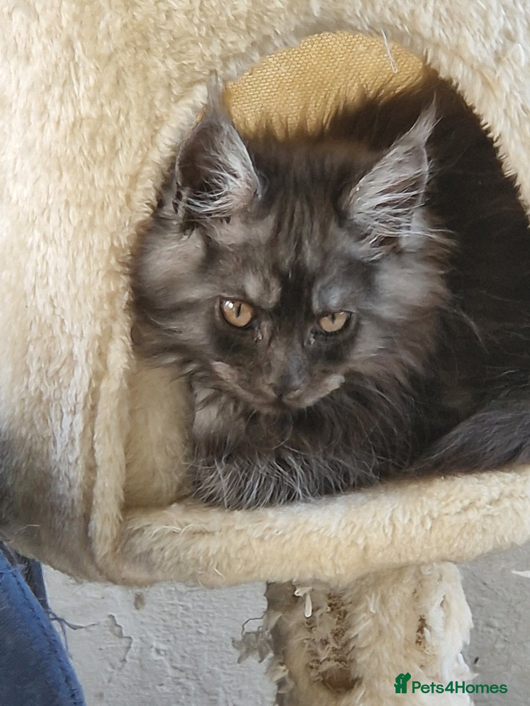 Maine Coon cats for sale: Beautiful maine coon kittens  - Image 2