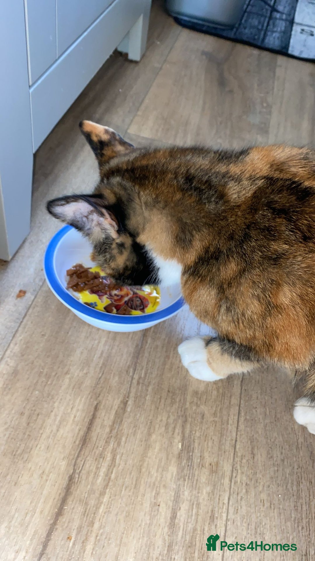 Domestic Shorthair cats for sale: Beautiful Tortoishell Cat - Image 2