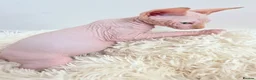 Sphynx cats for sale: Beautiful Canadian Sphynx Kittens Available 💎 - Advert 32