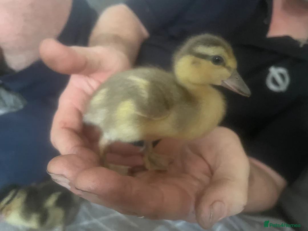 Ducks poultry for sale: Call duck ducklings  - Advert 1