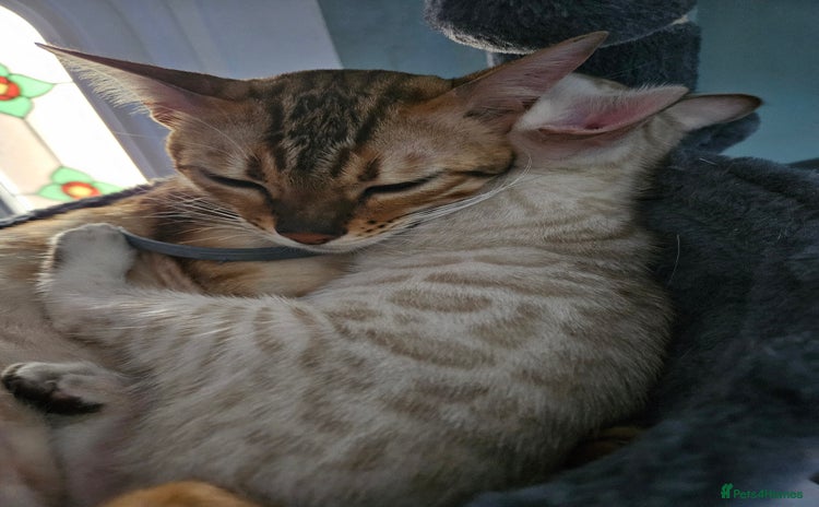 Bengal cats - Advert 1