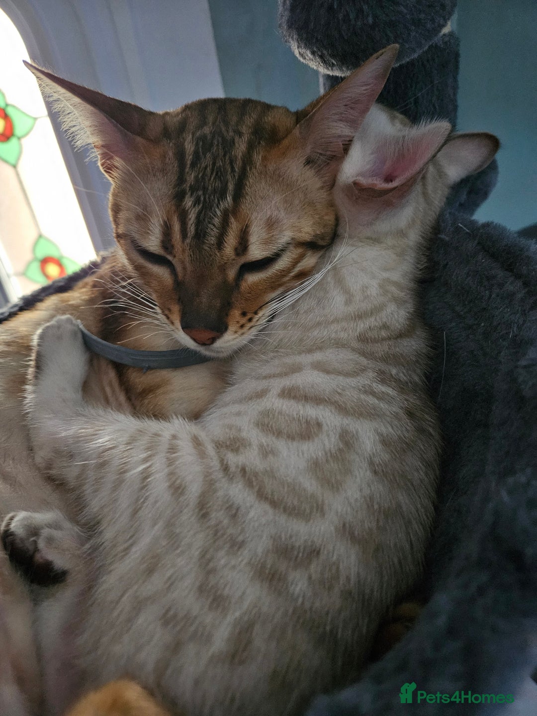 Bengal cats for sale: Snow bengal kittens for loving homes  - Image 1