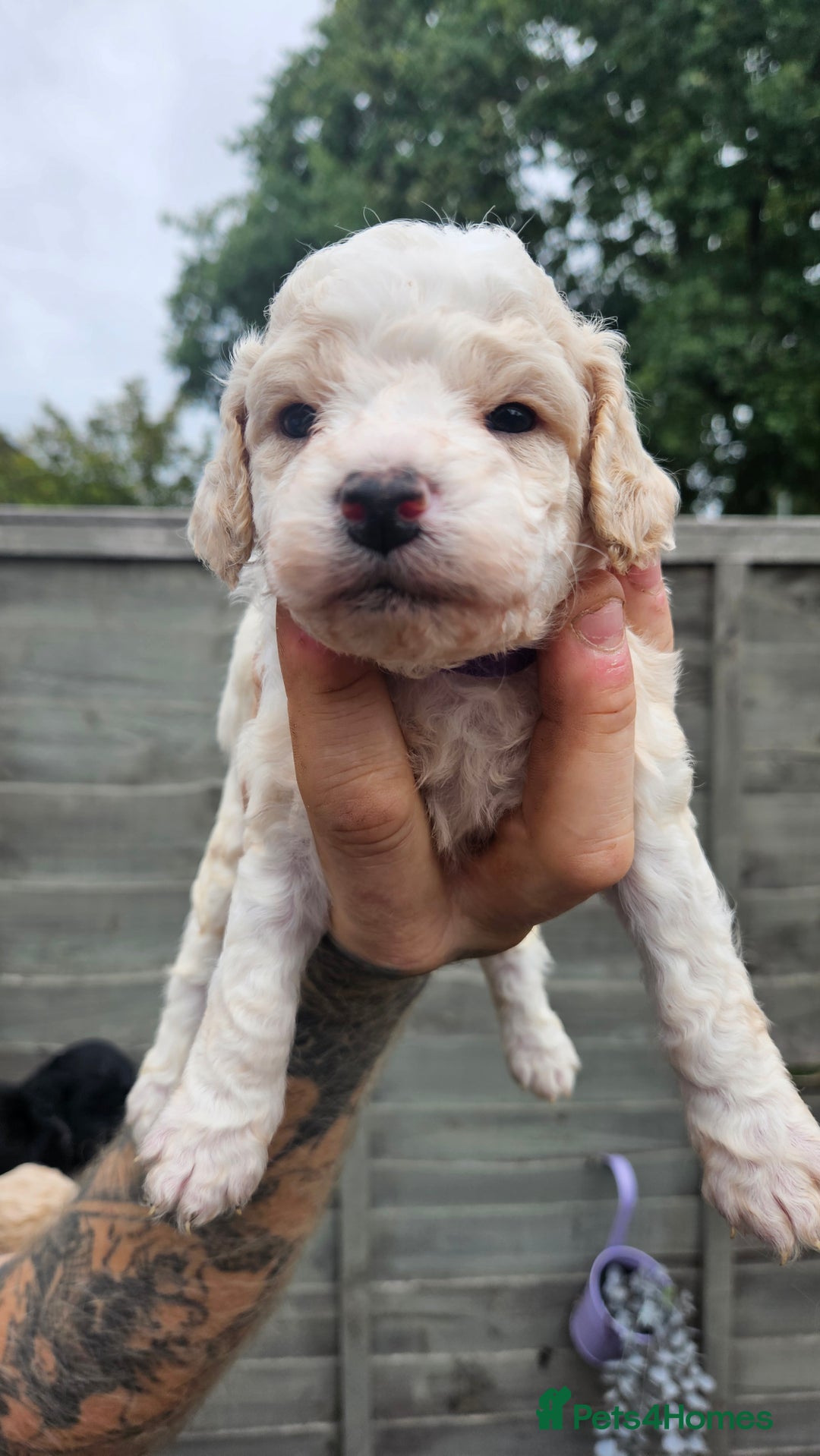 Cockapoo dogs for sale: Cockerpoo puppy last girl left  - Image 15