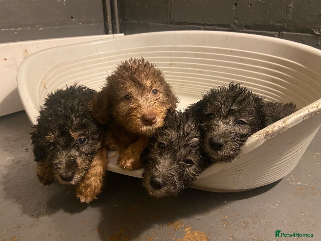 Terrier Puppy Bedlington Rescue Dogs For Rehoming Bedlington