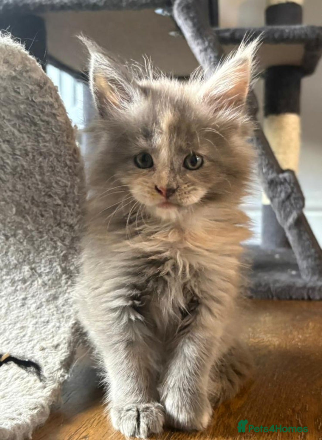 Maine Coon cats Maine coon pedigree kittens  - Advert 16