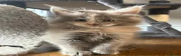 Maine Coon cats for sale: Maine coon pedigree kittens  - Advert 2