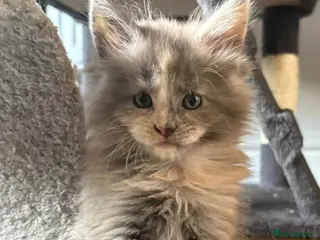 Maine Coon cats Maine coon pedigree kittens - Advert 5