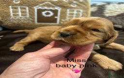 Cockalier dogs for sale: Adorable cockalier puppies 💙🩵💜❤️🩷 - Advert 12