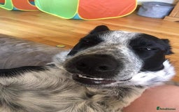 Border Collie dogs for sale: Border collie looking for new home - Image 15