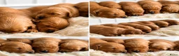 Golden Retriever dogs for sale: Very dark, low COI, KC working golden retrievers  - Advert 2