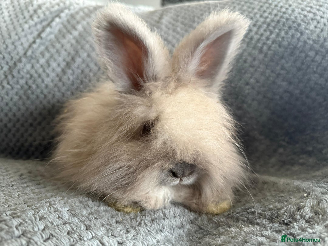 Angora rabbits for sale: Full Faced English Angoras - Advert 6