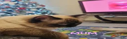 Ragdoll cats for sale: 💖 Beautiful Ragdoll kittens for Sale 💖 - Advert 37