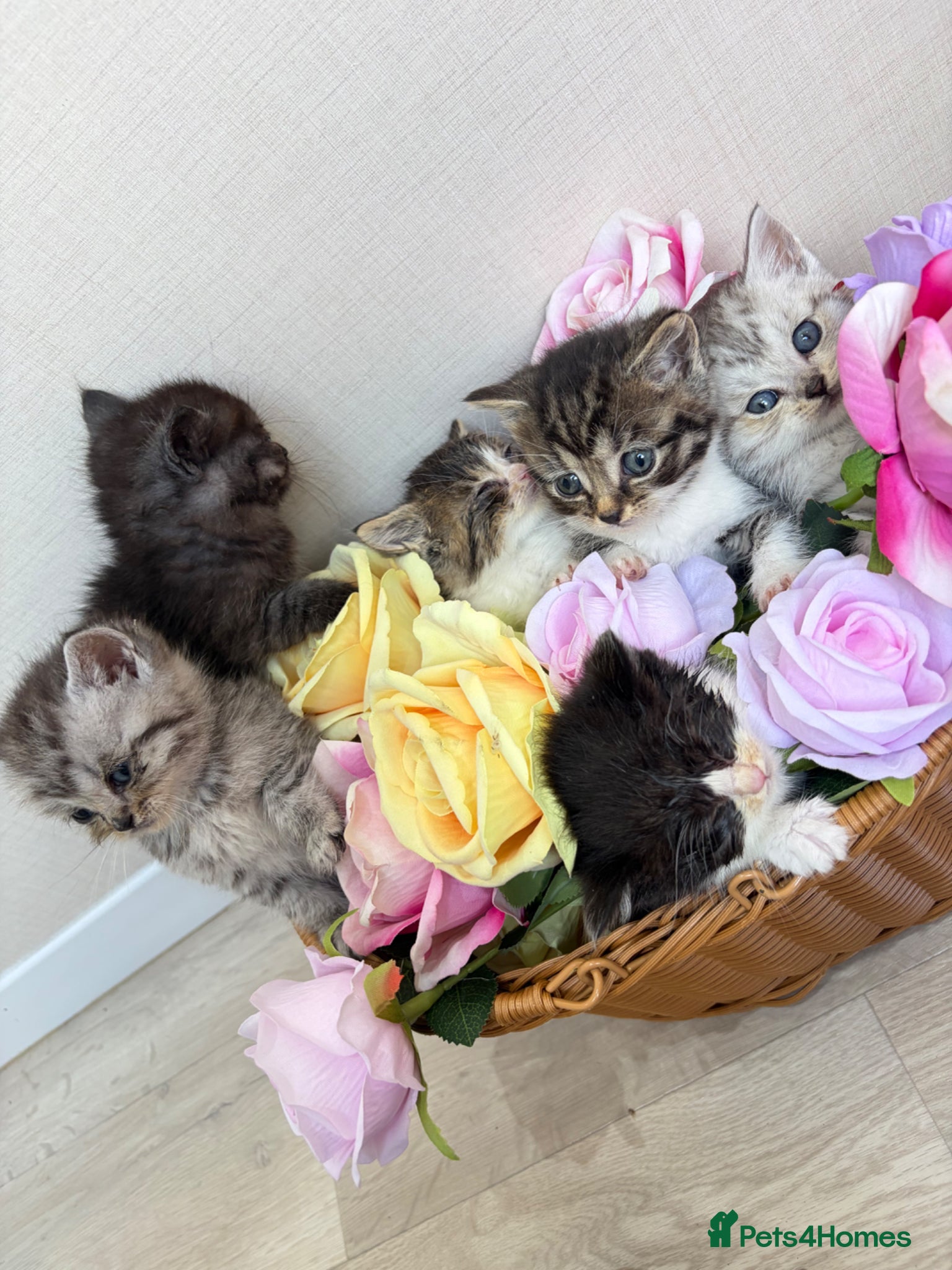 British Shorthair cats Adorable British shorthair mix kittens  - Advert 2