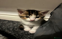 Asian cats for sale: Luna and euro  - Image 3
