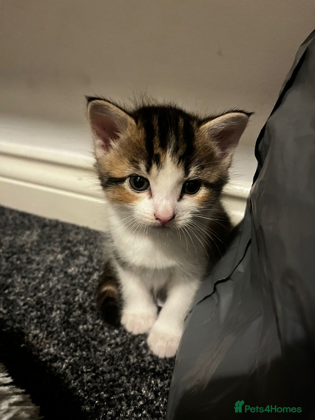 Asian cats for sale: Luna and euro  - Image 3