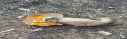 Guinea Pig rodents for sale: Beautiful herd of 5 female guinea pigs  - Advert 4