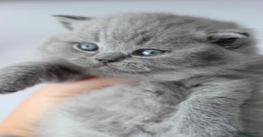 British Shorthair cats - Advert 16