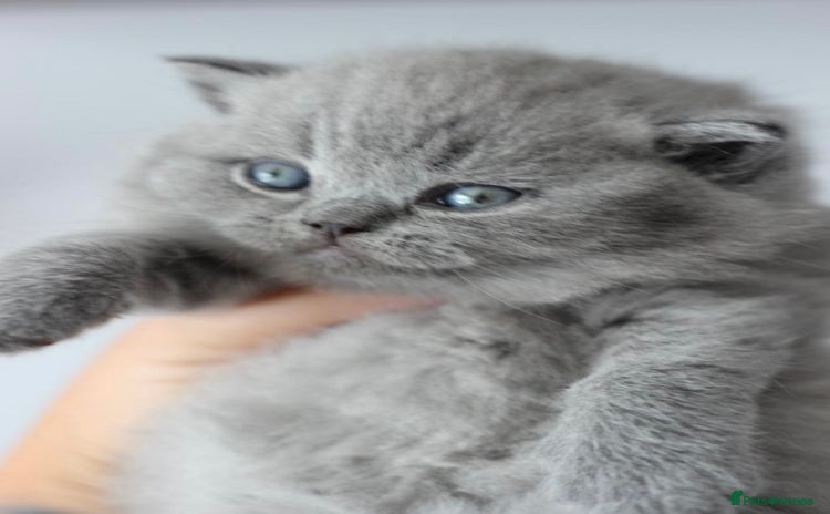 British Shorthair cats - Advert 3