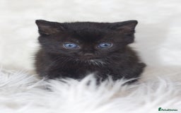 Mixed Breed cats for sale: 5 Happy Playful Kittens  - Advert 11