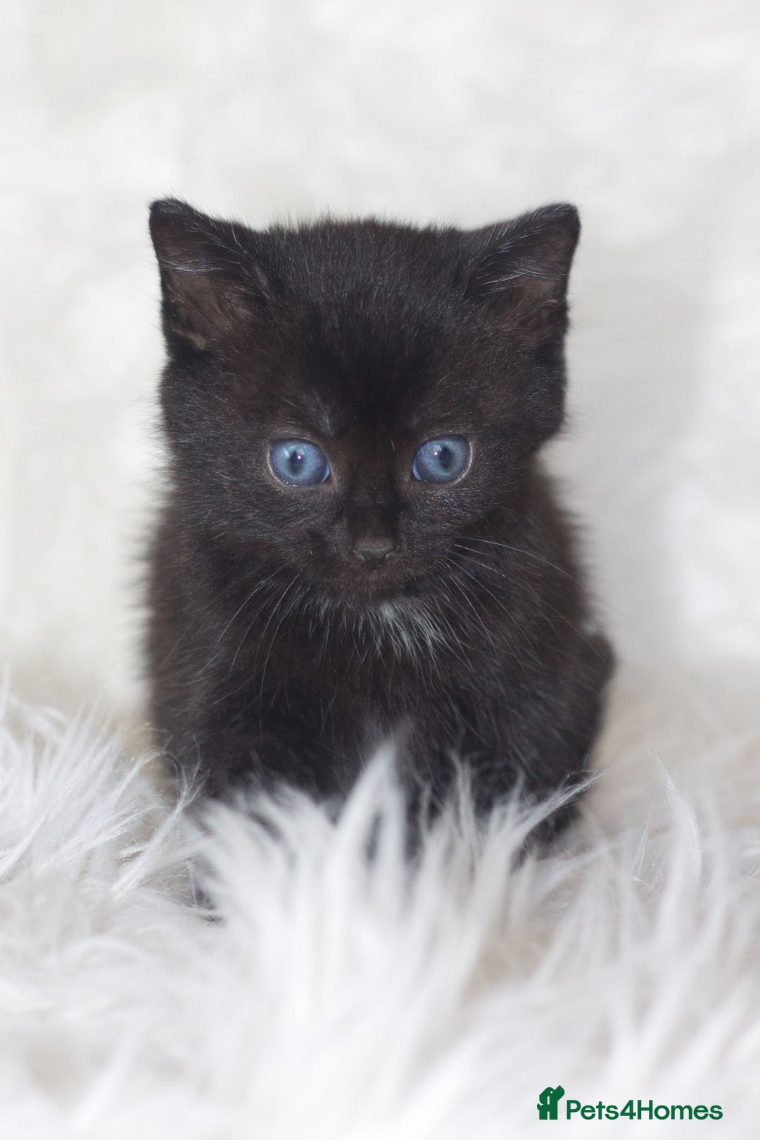 Mixed Breed cats for sale: 5 Happy Playful Kittens  - Advert 11