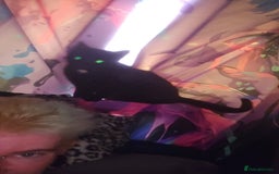 Bengal cats for sale: Void (black cat) - Advert 3