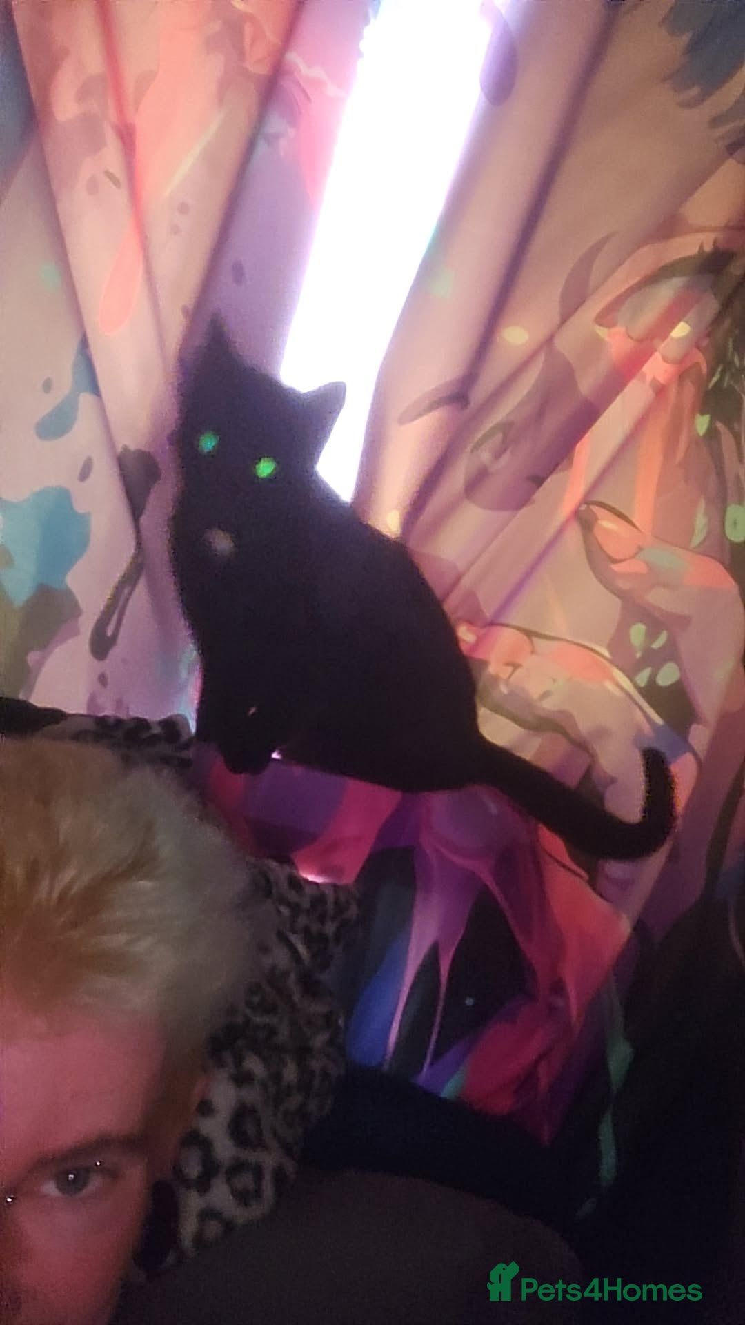 Bengal cats for sale: Void (black cat) - Advert 3