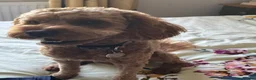 Cavapoo dogs for sale: 1 year old Cavapoo - bite history in Newport - Advert 3