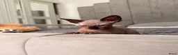 Sphynx cats for sale: !🌺🫶 Ready NOW!! - Advert 31