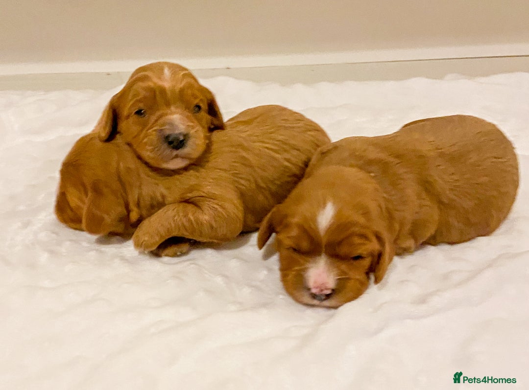 Cavapoo dogs for sale: Extensively health tested Cavapoo pups - Advert 3