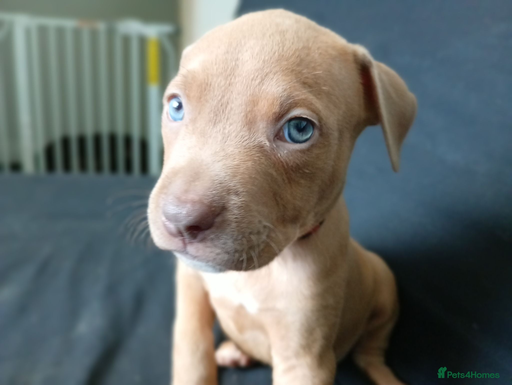 Mixed Breed dogs Staffie Mix litter of 10 - Advert 1
