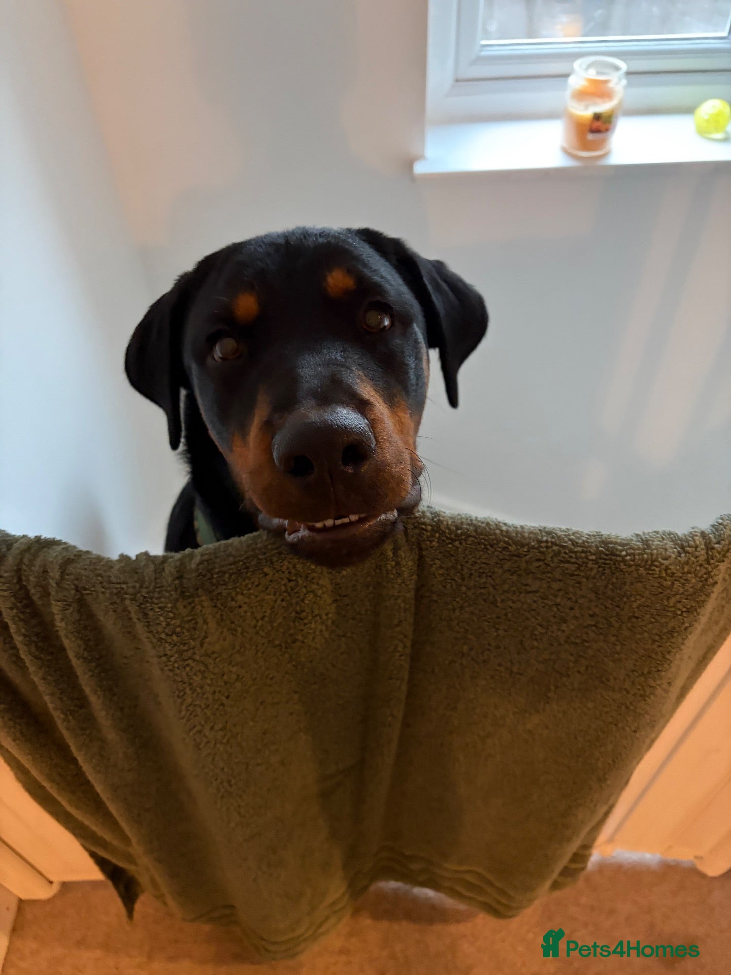 Rottweiler dogs for sale: Rocco  - Advert 18