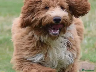 Goldendoodle dogs Multigenerational Doodles Licensed Waiting List - Advert 9