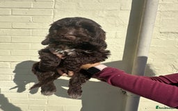 Cockapoo dogs for sale: ⭐️ Stunning Rare Coloured F1 Miniature Cockpoos ⭐️ - Image 5