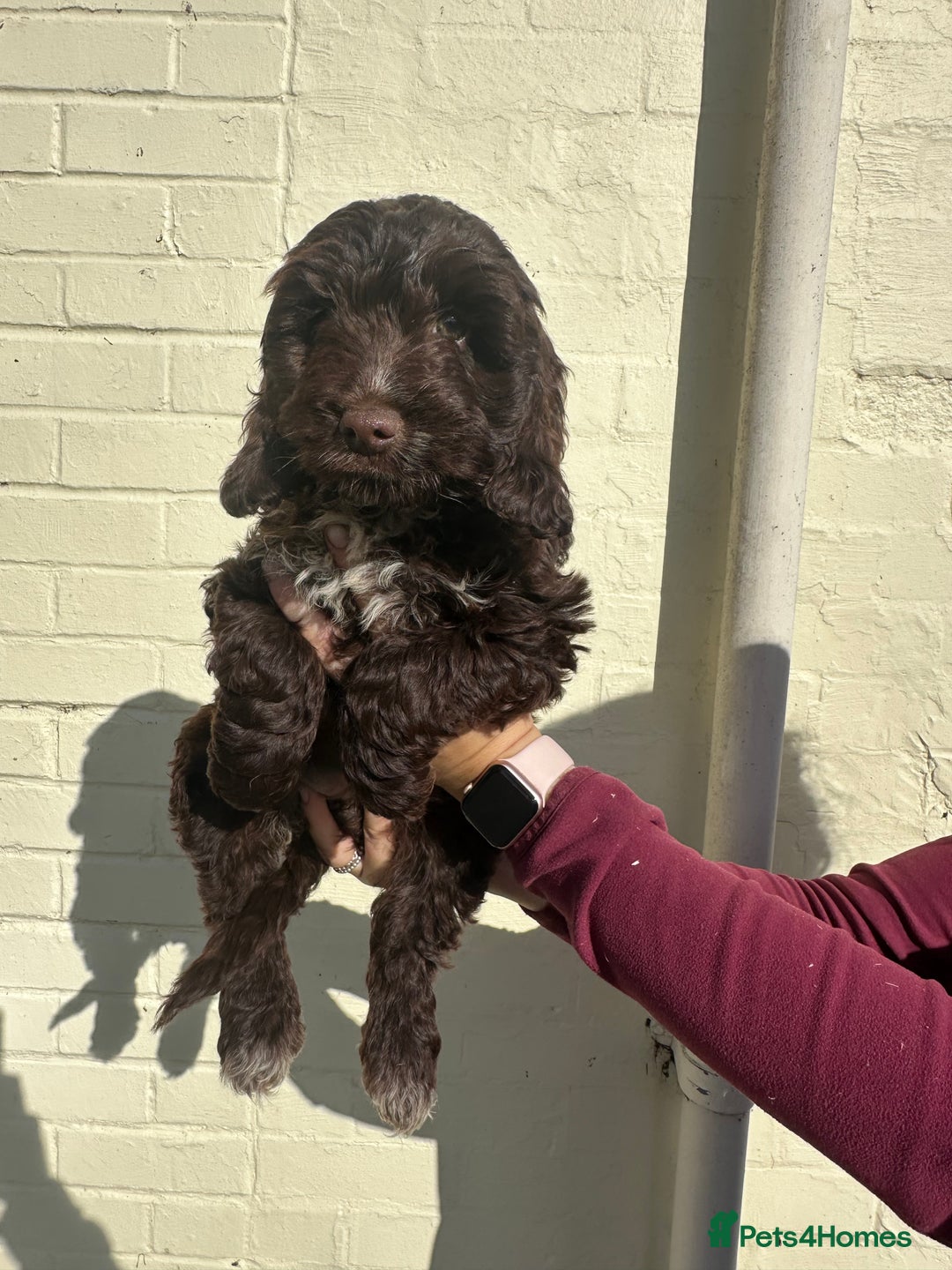 Cockapoo dogs for sale: ⭐️ Stunning Rare Coloured F1 Miniature Cockpoos ⭐️ - Image 5