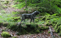 Cane Corso dogs for stud: Proven Cane Corso Stud from Champion Lines in Glasgow - Image 6