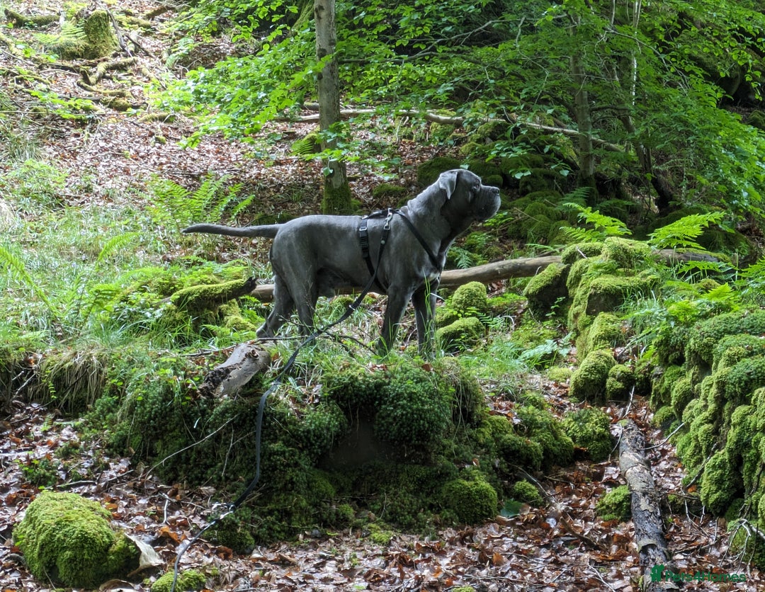Cane Corso dogs for stud: Proven Cane Corso Stud from Champion Lines in Glasgow - Image 6
