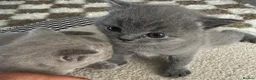British Shorthair cats for sale: British shorthair kittens  - Advert 7