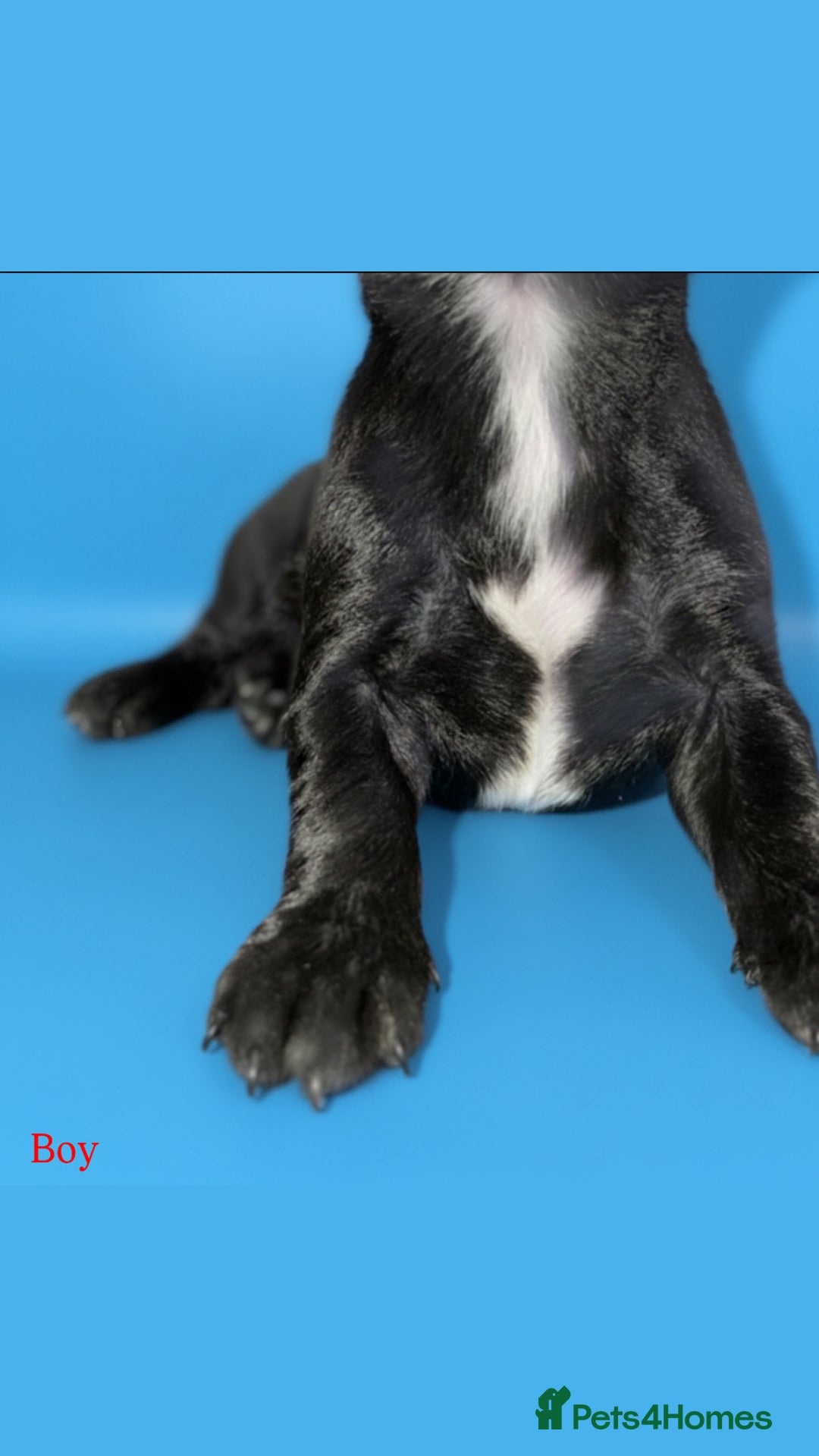 Cocker Spaniel dogs for sale: 🤎Show cocker spaniels🤎 - Image 9