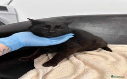 Mixed Breed cats for adoption: 🐈‍⬛Bernard🐈‍⬛ is looking for his forever home! - Image 1