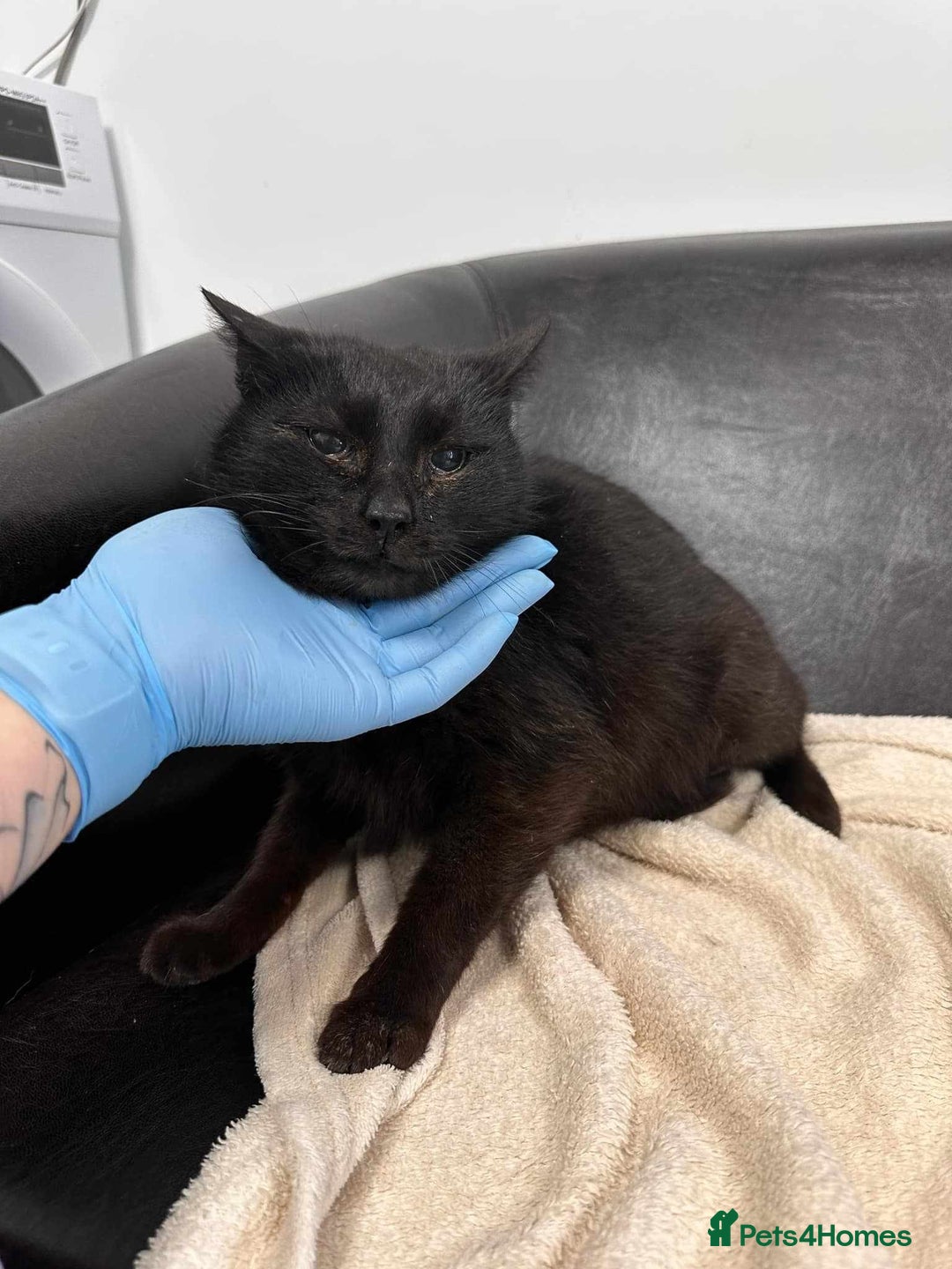 Mixed Breed cats for adoption: 🐈‍⬛Bernard🐈‍⬛ is looking for his forever home! - Image 1