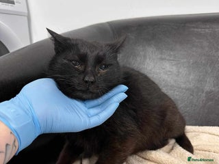 Mixed Breed cats 🐈⬛Bernard🐈⬛ is looking for his forever home! - Advert 6